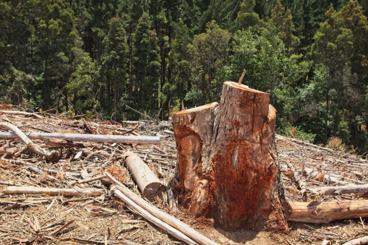 What is the Hardest Wood to Stump Grind and Why?